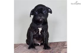 Located in kinzers, pa and shrewsbury, pa, we're here to help you find your perfect puppy! Harley Bugg Puppy For Sale Near Fort Wayne Indiana 455039b8 E221