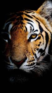 Amoled Animal Wallpaper Binatang Buas Binatang Wallpaper Ponsel