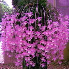Dendrobium Seeds Potted Flower Seed Variety Complete The Budding 200 Pcs New S U Ebay In 2020 Flower Pots Flower Seeds Plants