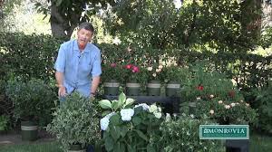 Maybe you would like to learn more about one of these? Flowering Shrubs