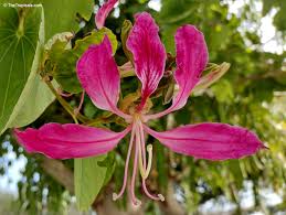 Image result for Bauhinia purpurea