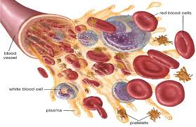 White blood cell (wbc, leukocyte) count. Cbc Test Cost In India Vaidam Com