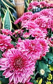 It's best to visit if got event there. Flower In Royal Floria Putrajaya 2016 Ken Flickr