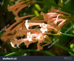 Image result for Cyrtanthus mackenii