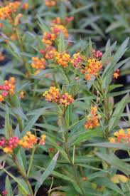 Image result for Asclepias curassavica