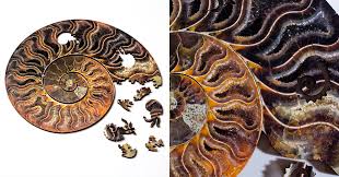 Maybe you would like to learn more about one of these? Nervous System Designs Fossil Puzzles Built From Sealife Shaped Pieces