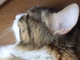 Kedi Boku Just Another Wordpress Com Site
