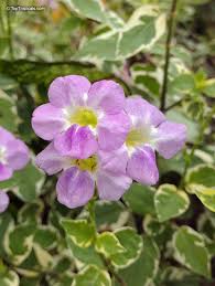 Image result for Asystasia vogeliana