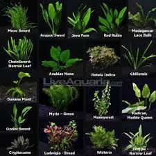 Aquarium Plant Pack Ultimate Website With Live Plant Sales And Identifing Pictures Aquariumfreshwate Planted Aquarium Fish Plants Freshwater Aquarium Plants
