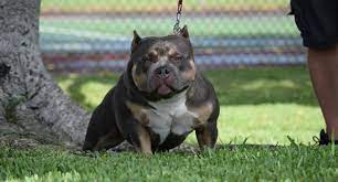 Top Producing Pocket American Bully Micro Bully Stud Venomline American Bully Pocket Bully Puppies