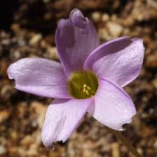 Image result for Oxalis semiloba