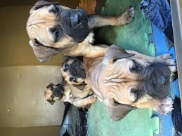 Will be vet checked and vaccinated. Boerboel Puppies For Sale In Cape Town By Limeez Poole