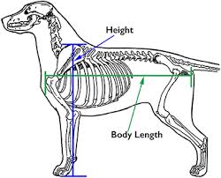 Check spelling or type a new query. Frontiers Working Dog Structure Evaluation And Relationship To Function Veterinary Science