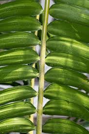 Image result for Encephalartos gratus