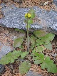 Image result for Youngia