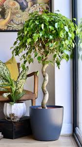 Image result for Ficus benjamina