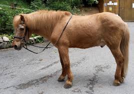 Gestutshof Brendlberg Ruhpolding Reiterhof Reiterferien Ferienwohnung Reitunterricht Reiturlaub Chiemsee Unsere Pferde Ferien Reiten Ponyreiten