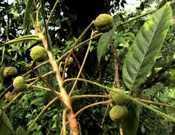 Image result for Trichilia capitata