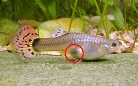 How does a female betta fish get pregnant? 9 Signs Of Delivery By Pregnant Guppy Fish Guppies Fish Guppy