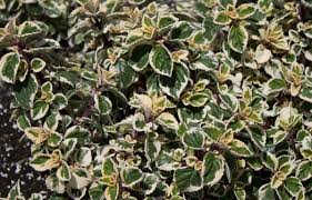 Image result for Syncolostemon