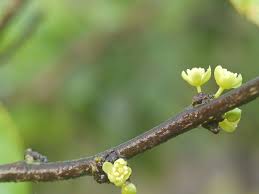 Image result for Casearia gladiiformis
