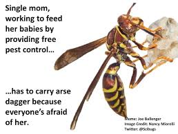 I've had enough of john and his stupid gang. Bug Eric Bee Vs Wasp Memes Perpetuate Ignorance