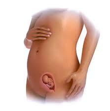 I begynnelsen av denne uken er embryoet sju uker gammelt. Graviditetsoraklet Nhi No