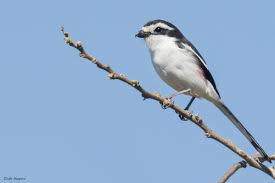 Image result for Isachne mauritiana