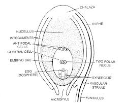 We did not find results for: A Draw A Labelled Diagram Of The Sectional View Of A Typical Anatropous Ovule B Mention The Fate Of All The Components Of The Embryo Sac After Fertilization