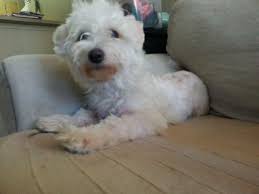 This breed descended from the bichon family and he is the. Maltese Bolognese Mix For Sale In Citrus Heights California Classified Americanlisted Com