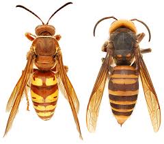 De aziatische hoornaar is aan een opmars bezig in ons land. Hoornaar Nest In Huis Hoornaarnest Direct Weg Bel 085 580 2745