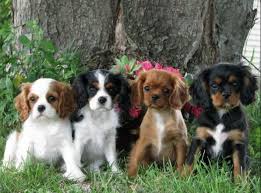 Pin By Cavaliers Of Castlemar On Pets King Charles Cavalier Spaniel Puppy Cavalier King Charles Dog King Charles Puppy