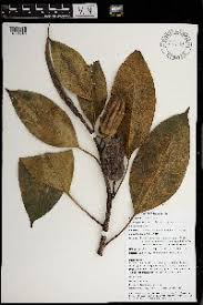Image result for Ficus amadiensis