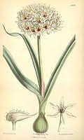 Image result for Alvesia clerodendroides