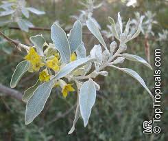 Image result for Rinorea angustifolia