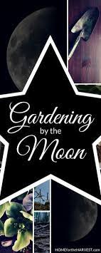 Gardening By The Moon How To Align Your Garden With Lunar Phases Organic Gardening Tips Lunar Cycle Hydroponic Growing