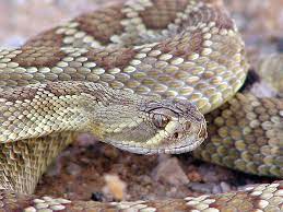 Mojave Green Rattlesnake Crotalus Scutulatus Rattlesnake Snake Snake Venom