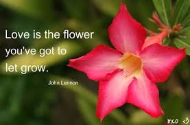 Flowers With Quotes Flower Quotes Tumblr Flower Quotes Flowers Love Rose Pictures