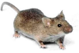 House Mouse Wikipedia