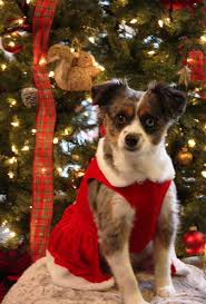 Tribute Wall — BirchBark Foundation