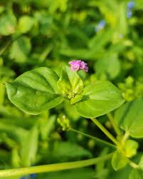 Image result for Boerhavia diffusa