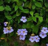 Image result for Thunbergia kirkiana