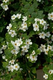 Image result for foto bacopa