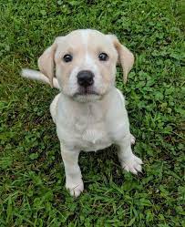 We did not find results for: Why We Transport Pets Into Vt Cvhs Central Vermont Humane Society