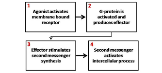 mechanisms of hormone action boundless anatomy and physiology