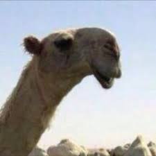 حساب حراج الابل eeaa511s twitter