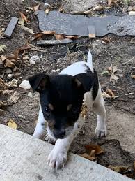 We did not find results for: Chihuahua Puppies For Sale San Antonio Tx 316601