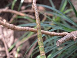 Image result for Pandanus candelabrum