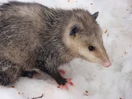 El Tlacuache El Unico Marsupial Mexicano Mexico Desconocido Vocabulary.com helps you learn new words, play games that improve your vocabulary, and explore language. el tlacuache el unico marsupial