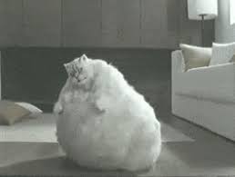 Fat Cat Gifs Get The Best Gif On Giphy